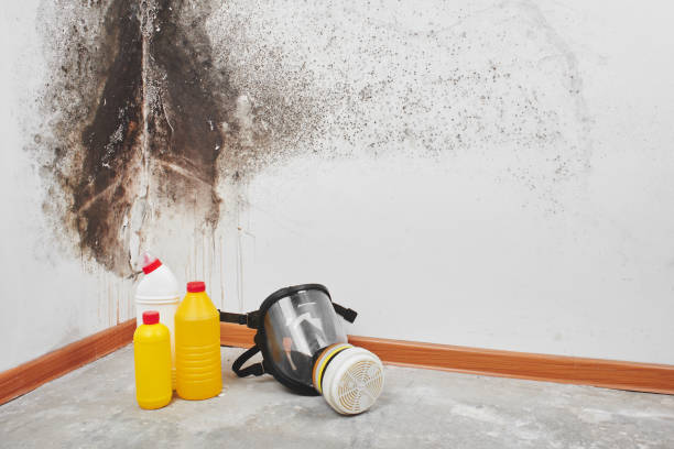 Best Residential Mold Removal  in Buda, TX