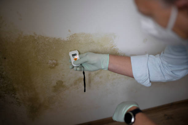 Best Home Mold Removal  in Buda, TX