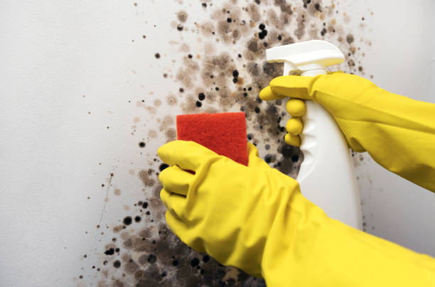 Best Black Mold Removal  in Buda, TX