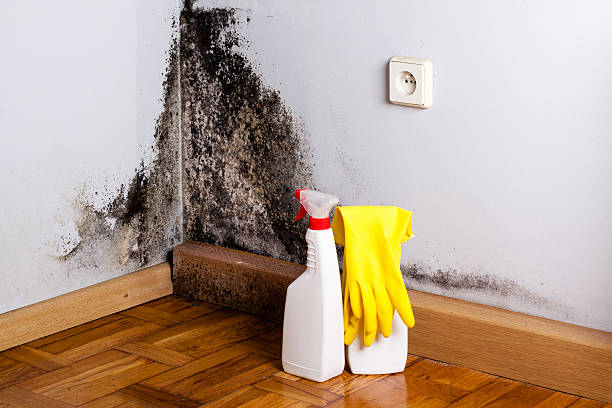 Mold Testing and Removal in Buda, TX